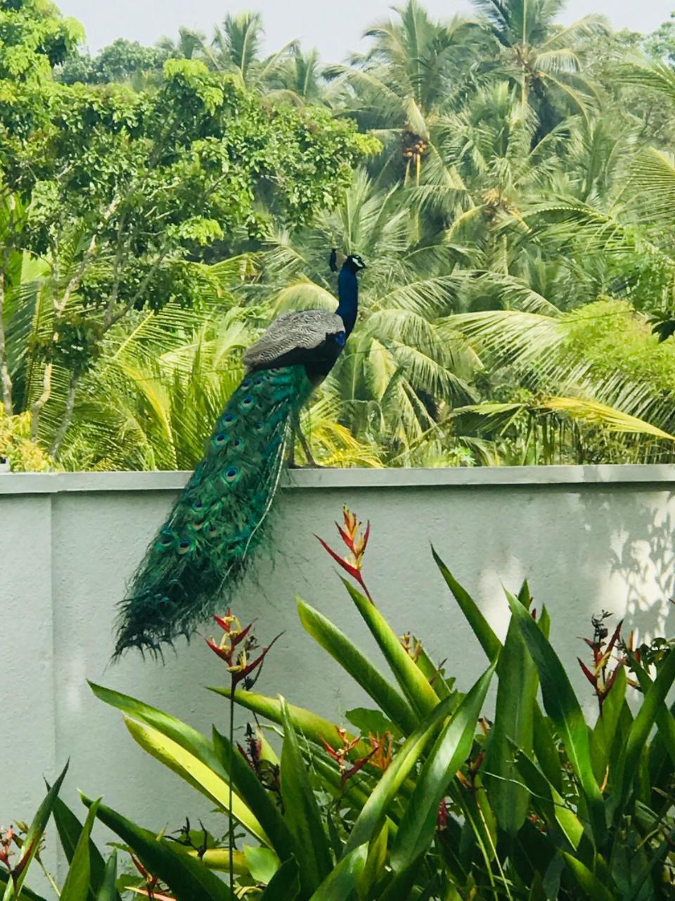 Villa Green White Unawatuna Ngoại thất bức ảnh